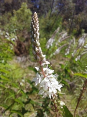 Veronica derwentiana