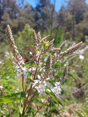 Veronica derwentiana