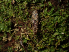 Amphineurus hudsoni