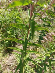 Veronica derwentiana