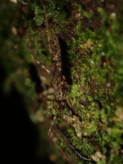 Amphineurus hudsoni