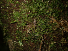 Amphineurus hudsoni
