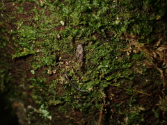 Amphineurus hudsoni