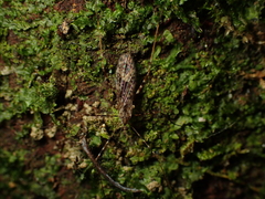 Amphineurus hudsoni