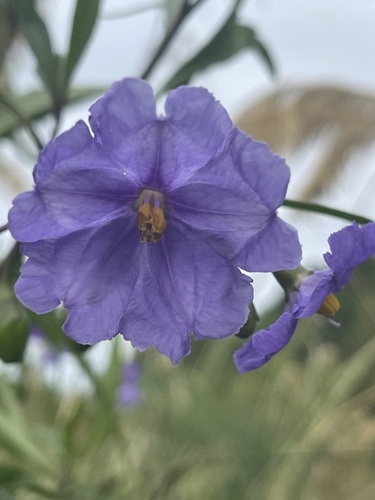 Solanum laciniatum
