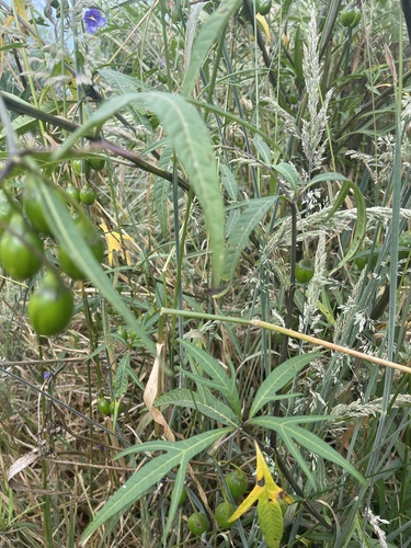 Solanum laciniatum