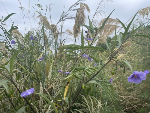 Solanum laciniatum