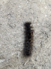 Creatonotos transiens