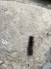 Creatonotos transiens