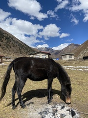 Equus asinus × caballus