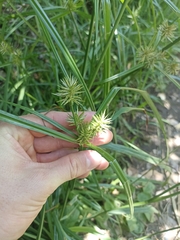 Cyperus congestus