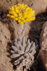 Draba aureola