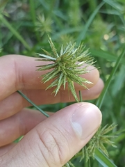 Cyperus congestus