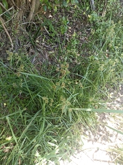 Cyperus congestus