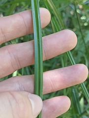 Cyperus congestus
