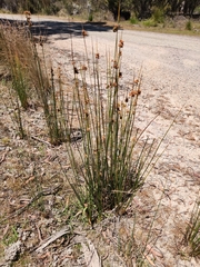 Juncus astreptus