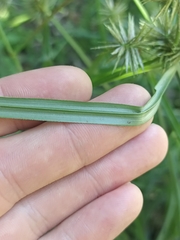 Cyperus congestus