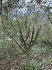 Pilosocereus gaumeri