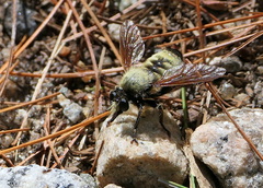 Laphria posticata