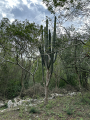 Stenocereus eichlamii