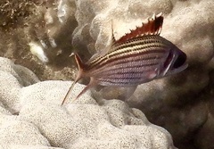 Neoniphon sammara