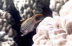 Neoniphon sammara