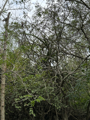 Selenicereus undatus