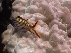 Neoniphon sammara