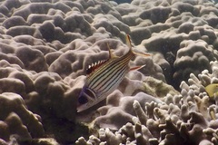 Neoniphon sammara