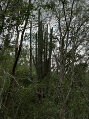 Stenocereus laevigatus