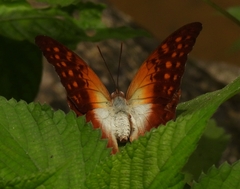 Charaxes varanes