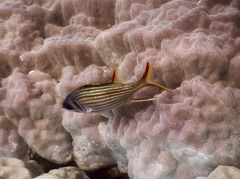 Neoniphon sammara