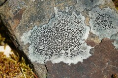 Rhizocarpales