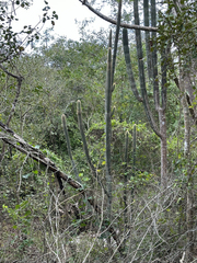 Pilosocereus gaumeri