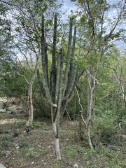 Stenocereus laevigatus