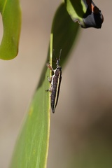 Rhinotia suturalis