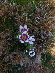 Gentianella cerina