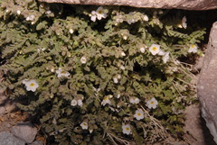 Polemonium pulcherrimum shastense