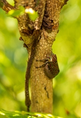 Aetalion reticulatum