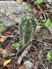 Stenocereus laevigatus