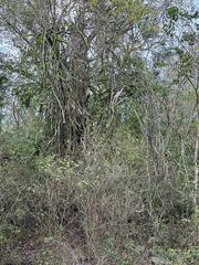 Selenicereus undatus