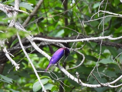 Cinnyricinclus leucogaster