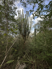 Stenocereus laevigatus