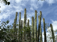 Stenocereus laevigatus