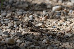 Sceloporus graciosus vandenburgianus