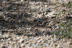 Sceloporus graciosus vandenburgianus
