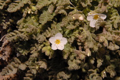 Polemonium pulcherrimum shastense