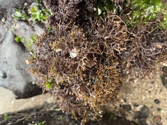 Ahnfeltiopsis concinna