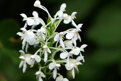 Platanthera blephariglottis
