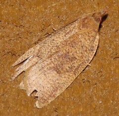 Planotortrix